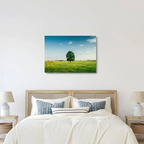 Obraz na szkle drzewa na środku łąki (70x50 cm)
