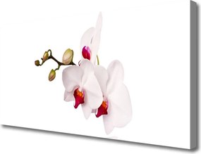 Obraz canvas Wieczorny Lot nad Łąką