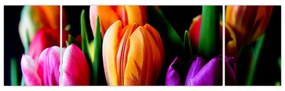 Obraz tulipanów na czarnym tle (170x50 cm)