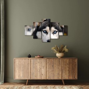 Obraz psa husky (125x70 cm)