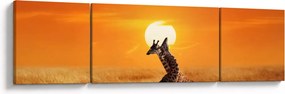 Obraz - Żyrafy w Parku Narodowym Serengeti (170x50 cm)