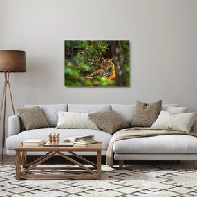Obraz na szkle odpoczywającego tygrysa (70x50 cm)