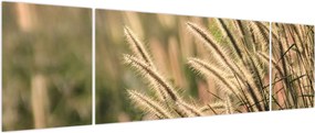Obraz - Ziarno (170x50 cm)