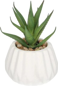 Dekoracja Agawa 12cm