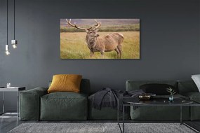 Zdjęcie na płótnie Samotny Jeleń na Polu