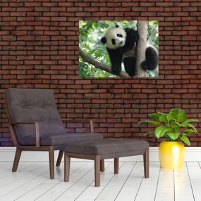 Obraz - Panda na drzewie (70x50 cm)