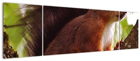 Obraz wiewiórki (170x50 cm)