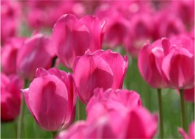 Obraz - Różowe tulipany (70x50 cm)