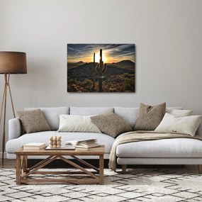 Obraz - kaktusy w słońcu (70x50 cm)