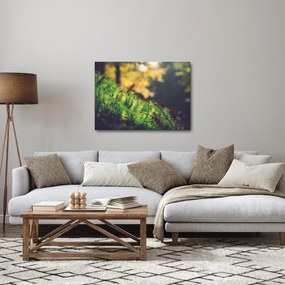 Obraz mchu z grzybem (70x50 cm)
