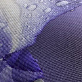 Obraz - Płatek z kroplami (z zegarem) (90x30 cm)