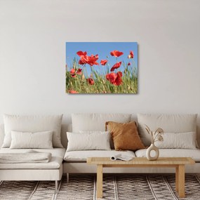 Obraz na szkle - Maki (70x50 cm)