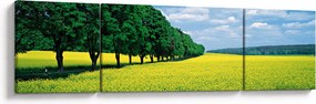 Obraz pola z aleją (170x50 cm)