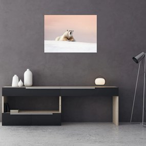 Obraz - Niedźwiedź polarny (70x50 cm)