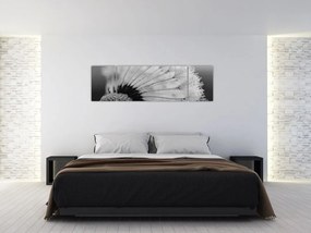 Obraz dmuchawca, czarno - biały (170x50 cm)