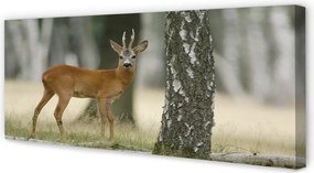 Zdjęcie na płótnie Jeleń w Leśnej Gęstwinie