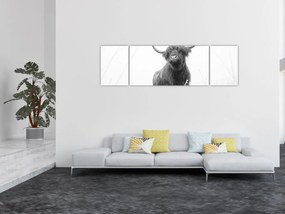 Obraz - Szkocka krowa 4, czarno - biały (170x50 cm)