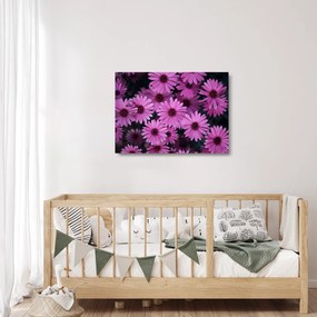 Obraz na szkle - różowe kwiaty (70x50 cm)