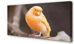 Obraz canvas na ścianę Papuga na Gałęzi