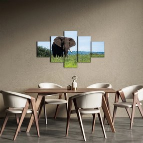 Obraz słonia (125x70 cm)