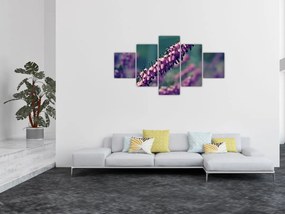 Obraz lawendy (125x70 cm)