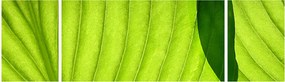 Obraz - Szczegół zielonego liścia (170x50 cm)