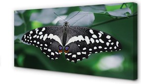 Duży obraz na płótnie Kolorowy Motyl na Liściach