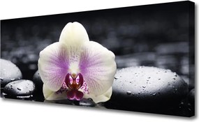 Zdjęcie na płótnie Biała Orchidea na Płótnie