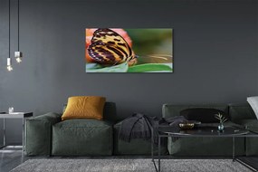 Obraz drukowany na płótnie Motyl w Locie