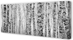 Fotoobraz na płótnie Czarno-Biały Las Brzozowy