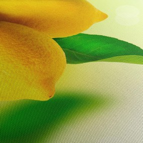 Obraz cytryn (70x50 cm)