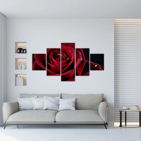 Obraz - Czerwona róża (125x70 cm)