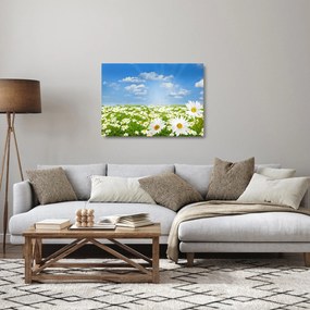 Obraz na szkle kwitnącej łąki ze stokrotkami (70x50 cm)