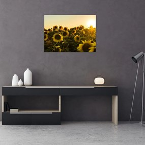 Obraz pola słoneczników (70x50 cm)