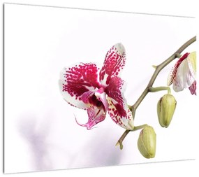 Obraz kwiatu orchidei (70x50 cm)