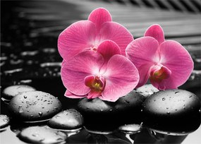 Obraz - Różowe orchidee (70x50 cm)