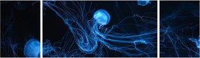 Obraz - Meduza (170x50 cm)