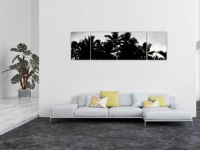 Obraz czarno - biały - palmy (170x50 cm)