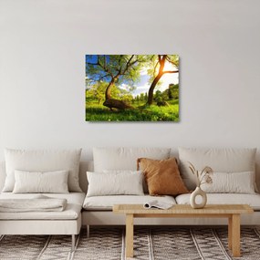 Obraz na szkle wiosennej łąki (70x50 cm)