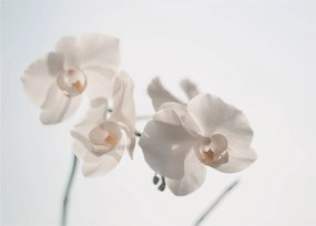 Obraz białej orchidei (70x50 cm)