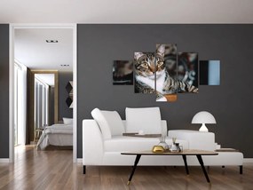 Obraz kota (125x70 cm)