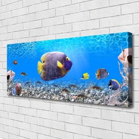 Zdjęcie na płótnie Złota Rybka w Tonii