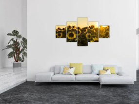 Obraz pola słoneczników (125x70 cm)