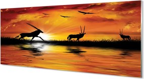 Panel szklany do Kuchni Ptaki nad Jeziorem o Zmierzchu