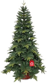 Jodła Kangri 210 cm