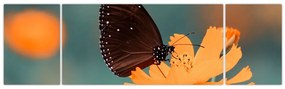 Obraz - motyl na pomarańczowym kwiatku (170x50 cm)