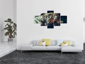 Obraz - tygrys syberyjski (125x70 cm)