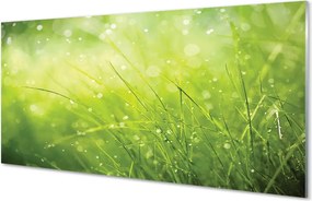 Szklany Panel Świeżość Rosy na Trawie