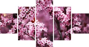 Obraz - Różowa sakura (125x70 cm)