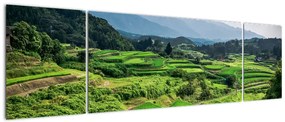 Obraz pól ryżowych (170x50 cm)